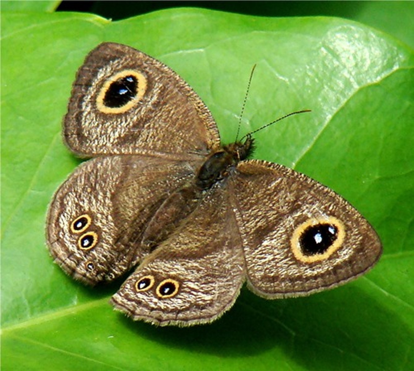 <p>Dull, brown gray or orange, eyespots on wings, base of FW swollen (contains hearing organs), feed on tree sap and decaying fruit juice, clavate antennae, fly close to ground in woods or open bushy areas</p>