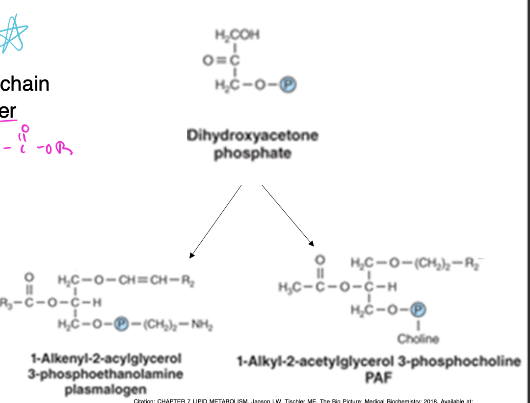 <p>-glycerol attached to hydrocarbon chain by ether linkage rather than ester bond<br>-plasmalogens and platelet-activating factor (PAF) are important examples of this type of lipid <br>-dihydroxyacetone phosphate = precursor of glycerol moiety</p>