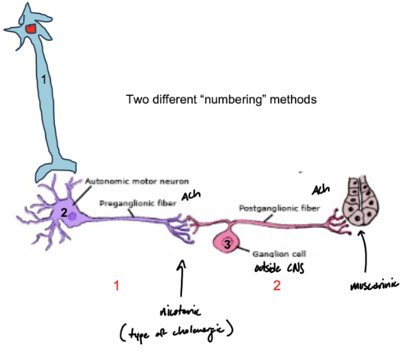 <p>1. central neuron</p><p>2. preganglionic</p><p>3. postganglionic</p>