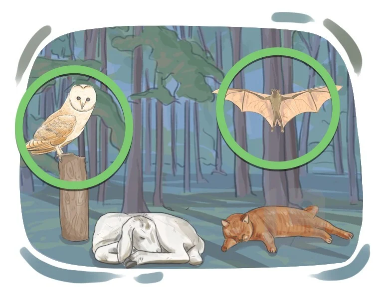 <p>(adj.)<em> </em><strong>[thuộc] đêm; về đêm</strong></p><p>being active or happening at night rather than during the day</p><p><span style="color: blue;"><strong><em><span>→ Bats are mostly ______ creatures.</span></em></strong></span></p>