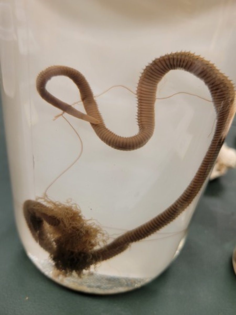 <p>Identify taxonomy</p>