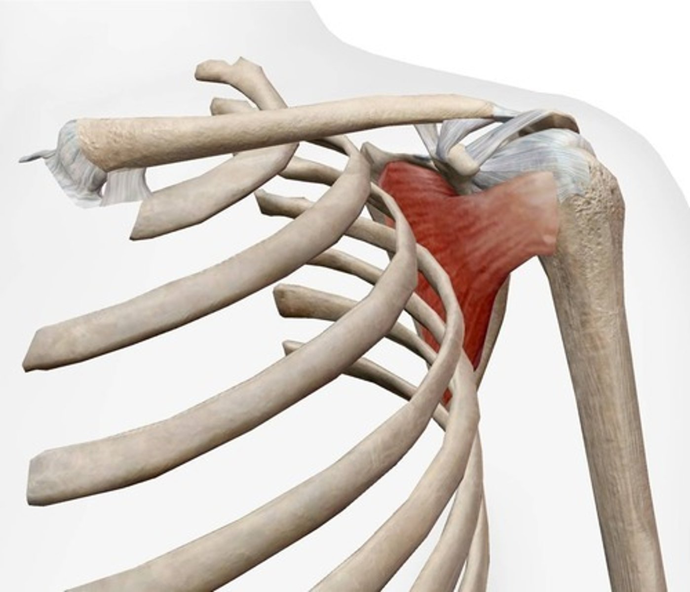 <p>Subscapular fossa of scapula.</p>