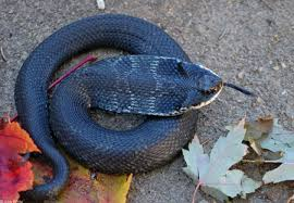 <p>Different colors, same weird cobra head</p>