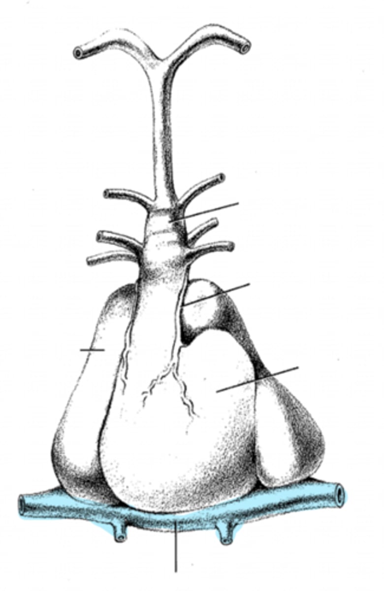 <p>what is this?</p>