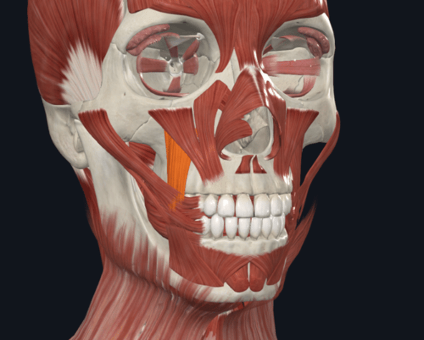 <p>Where is the attachment of the Levator anguli oris muscle what is its function? What muscle is it deep to?</p>