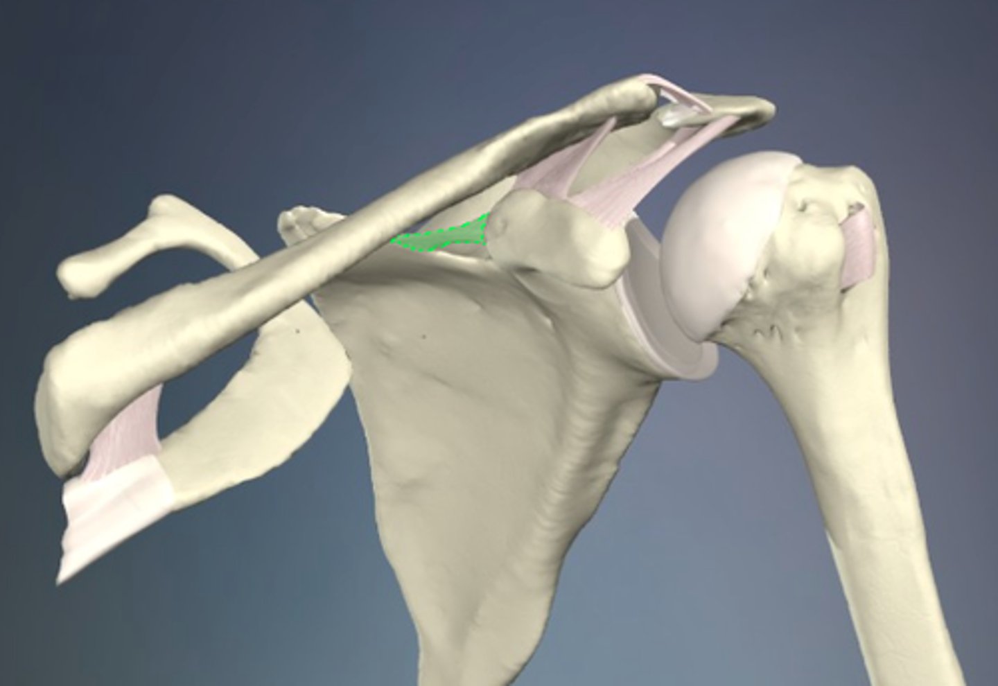 <p>What structure is shown?</p>