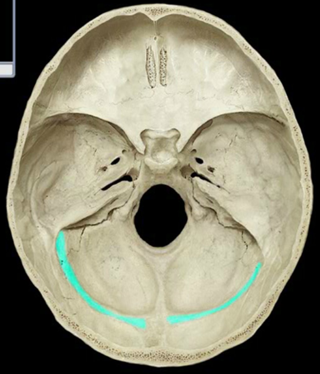 <p>Heads out horizontally around posterior cranium</p><p>Drains into the floor of the posterior cranial fossa into the sigmoid sinus</p>