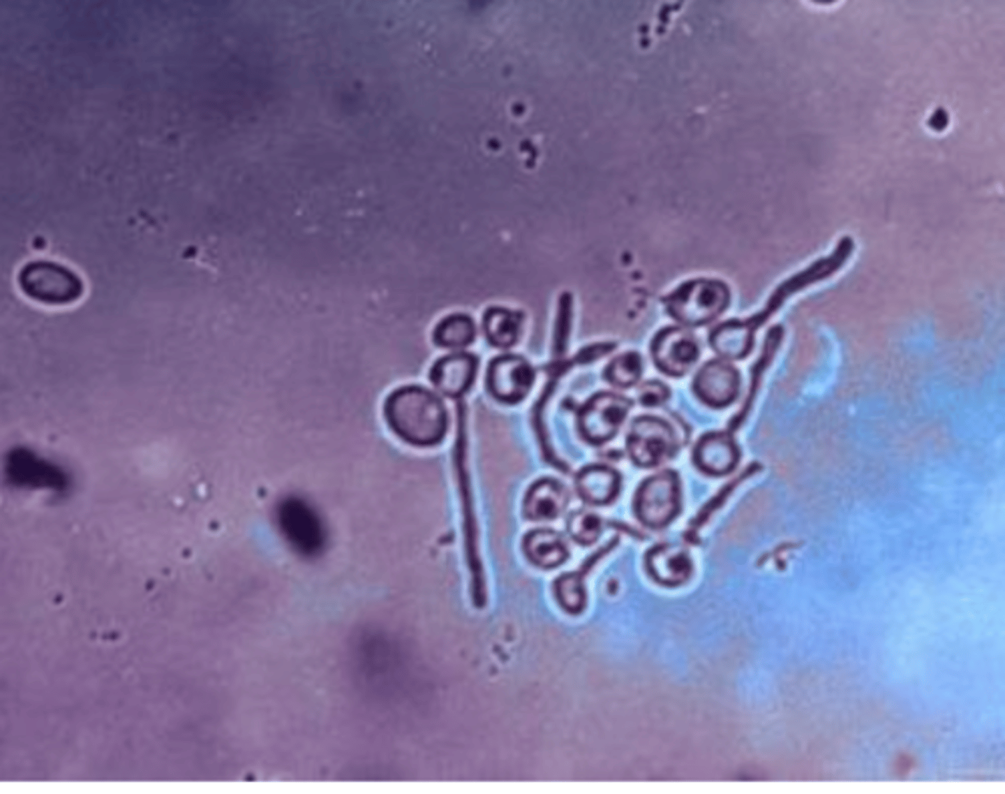 <p>what species and what medium is used for isolation?</p>