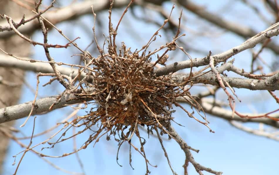<p>What is Witches Broom</p>