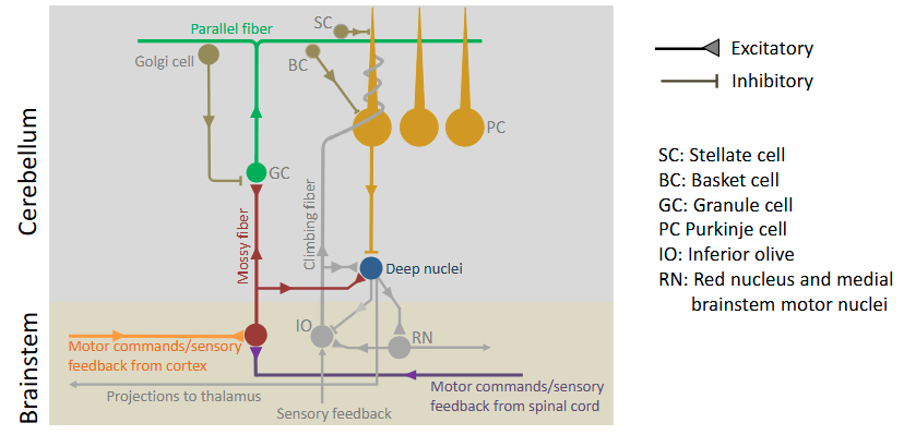 <p>Basket cells make inhibitory synapses on the cell bodies of Purkinje cells in adjacent rows.</p>