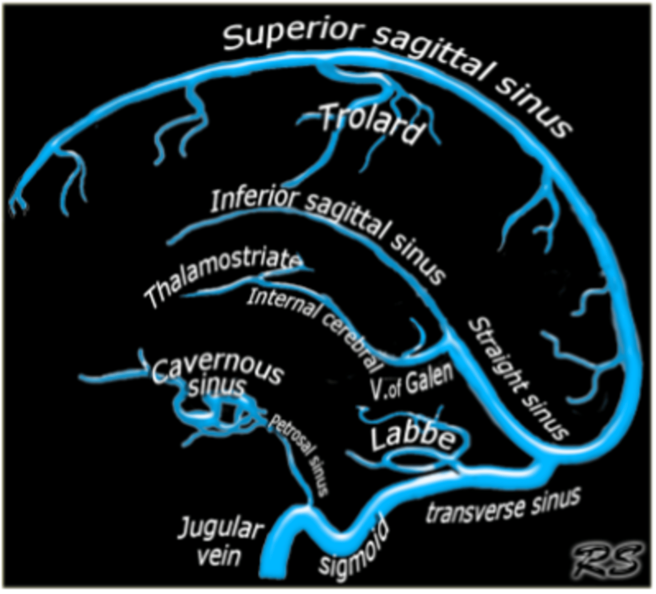 <p>- straight</p><p>- superior</p><p>- inferior</p>