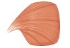 <p>fascicle arrangement that converges at one point</p>