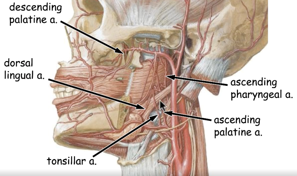 <p>the vascular supply of tonsils are robust. therefore, what medical complication is a common concern?</p>