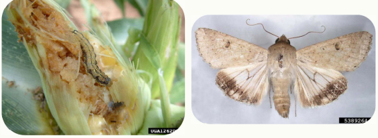 <p>Common name:</p><p>Scientific name:</p><p>Damage:</p><p>Host plant:</p>