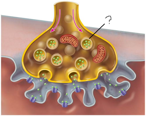small pockets or sacs located in terminal buttons that contain a neurotransmitter