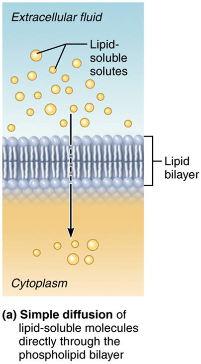 <p>Nonpolar lipid-soluble hydrophobic substances diffuse directly through the phospholipid bilayer (ex. O2, CO2, steroid hormones, fatty acids, and small polar substances like H2O)</p>