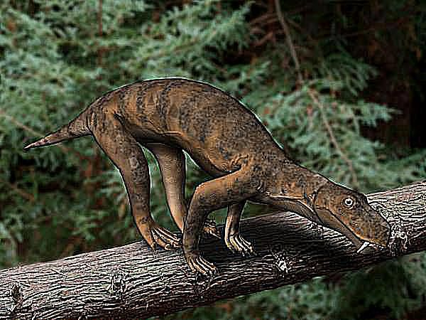 <p>"mammal-like reptiles," that lived during the Paleozoic eras and are significant because they are the direct ancestors of modern mammals.</p><ul><li><p><strong>Endochondral:</strong> scapula (with acromion), coracoid, procoracoid.</p></li><li><p><strong>Dermal:</strong> clavicle, interclavicle.</p></li></ul><p>Monotremes still have the same pectoral girdle as did the therapsids.</p>