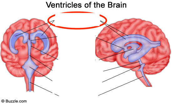 Where are R & L lateral ventricles?