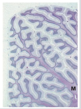 <ul><li><p>grijze stof</p><ul><li><p>cortex (sulci &amp; folia)</p></li><li><p>cerebellaire kernen</p></li></ul></li><li><p>witte stof (corpus medullare) (M)</p></li></ul><p></p><p>→ cortex van cerebellum: speciale cytoarchitectuur</p><ul><li><p>sulci: veelvuldiger dan in cerebrum, maar minder diep</p><ul><li><p>DUS: zo ontstaan folia ipv gyri/ windingen</p></li></ul></li><li><p>cerebellum:</p><ul><li><p>± 10% van totale volume van hersenen</p></li><li><p>in cortex van cerebellum: bijzonder hoge densiteit van neuronen</p><ul><li><p>grootste deel: kleine excitatorische neuronen = granulaire cellen</p></li></ul></li><li><p>aantal granulaire cellen in cerebellum is ongeveer gelijk aan aantal neuronen in rest van CZS</p></li><li><p>grootste neuron in cerebellaire cortex = inhibitorische Purkinje-cel</p></li></ul></li></ul><p></p>