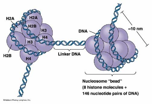 <p>Has 146 nucleotide pairs of DNA wrapped around the octomer of histones</p>