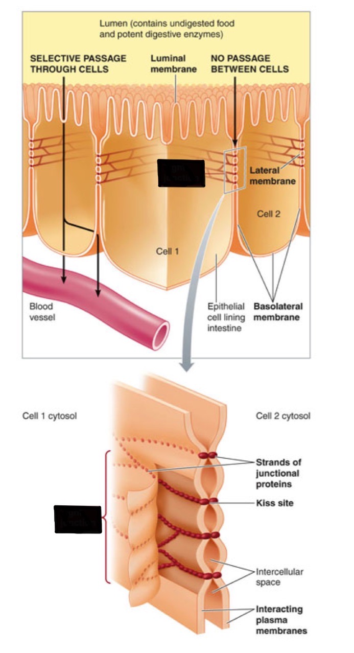 <ul><li><p>Firmly bond adjacent cells together → like sewing</p></li><li><p>seal off the passageway between the two cells</p></li><li><p>found primarily in sheets of epithelial tissue</p></li><li><p>prevent undesirable leaks within epithelial sheets</p></li></ul>
