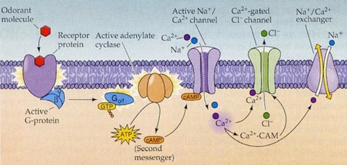 <p>(D) I -&gt; III -&gt; II -&gt; IV</p><p>Odor molecule binds to specific G-Protein Coupled Receptor (GPCR) in the olfactory epithelia -&gt; G-Protein dissociates from Receptor -&gt; G-Protein actions activate an ion channel which allows cations to enter through the membrane, and triggers and Action Potential -&gt; Action potential travels through the Cribriform Plate to the Glomerulus</p>