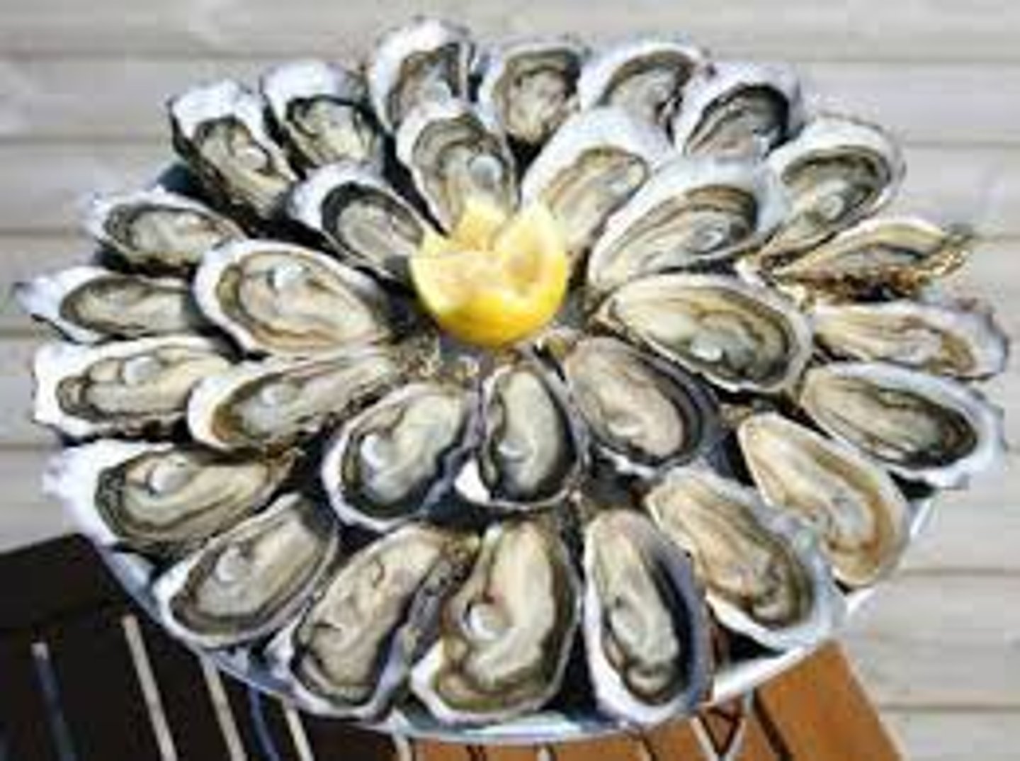 <p>oyster</p>