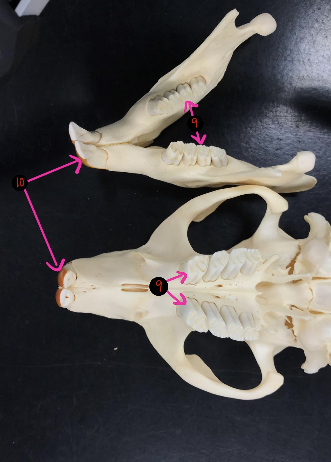 <p>Beaver skull- 10</p>