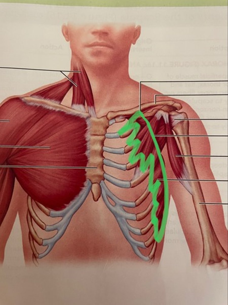 <p>O: ribs 1-8</p><p>I: medial border of scapula</p><p>A: protract scapula</p>