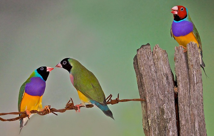 <p><strong>Inter</strong>sexual selection</p>