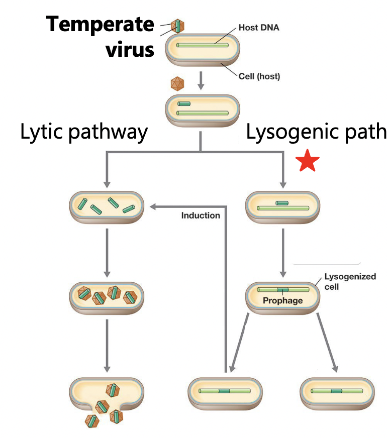 <p>= lysogenic phage</p><p>a phage that experiences lytic and lysogenic cycles (cen lyse a cell or incorporate into the genome)</p><p>(ex. lambda phage)</p>