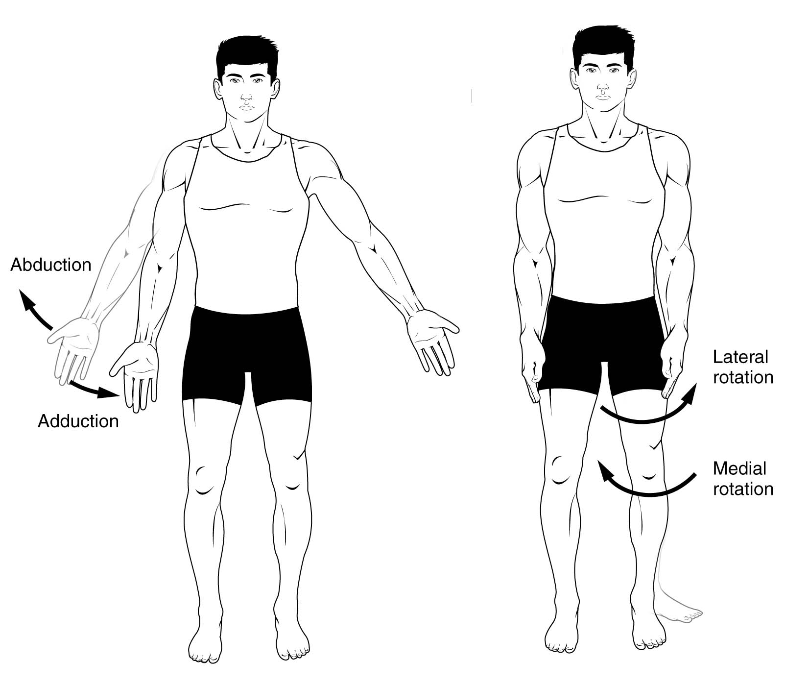 which displays the anatomical position?