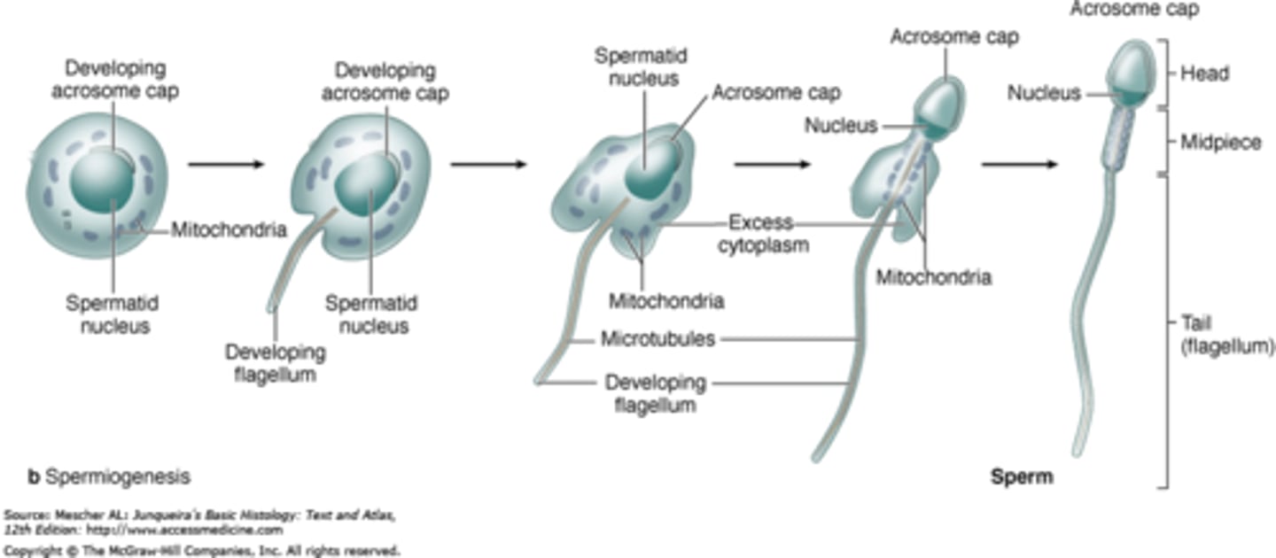 <p>Formation of acrosome</p><p>Condensation of the nucleus</p><p>Formation of the neck, middle piece, and tail</p><p>Shedding of most cytoplasm</p>