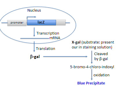* When the gene (in our case: unc-54 or gpa1) is expressed, so is lacZ.
* The lacZ gene codes for b-gal.
* Beta-gal is an enzyme that cleaves the substrate X-gal and produces a blue color.
* Any blue color in the worm indicates that the reporter gene is expressed in that cell.