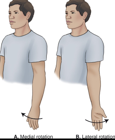 <p>___ refers to turning a body part towards the midline, while ___ refers to turning it away.</p>