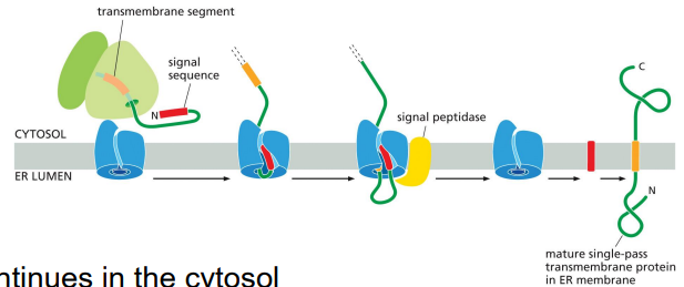 <p>ER signal sequence: NH2 start-transfer</p><p>TM domain is a stop-transfer signal that is cleaved and laterally diffuses into lipid bilayer</p><p>protein synthesis continues in the cytosol</p>