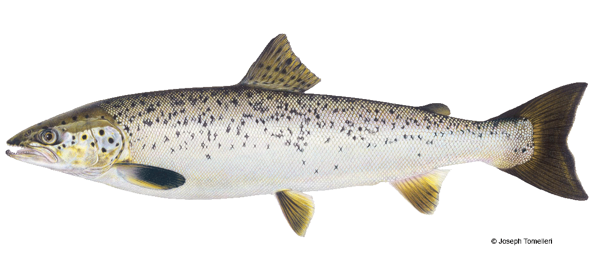 <p>Similar to brown trout, but only have single<br>row of weak deciduous teeth. Back and sides are grayish<br>brown with large dark spots. 15-30 in, Habitat: Anadromous fish that live in both fresh and saltwater, spending most of their adult life at sea. </p>