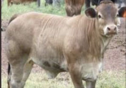 <ul><li><p>philippine cattle</p></li><li><p>java and borneo </p></li><li><p>chocolate brown</p></li></ul><p></p>