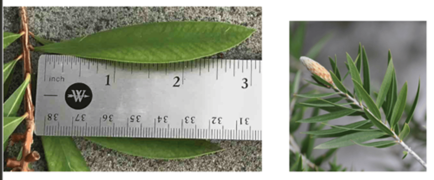 <p>1’. Angiosperms</p><p>----------------</p><p>10’. Leaves simple</p><p>----------------</p><p>23’. Leaves alternate </p><p>----------------</p><p>29’. Leaves not lobed</p><p>----------------</p><p>36’. Leaf base symmetrical</p><p>----------------</p><p>41’. Leaves not large, generally less than 9 inches long</p><p>----------------</p><p>43. Leaf margins entire</p><p>----------------</p><p>44’. Leaf ranking spiral; leaves strongly aromatic when crushed</p><p>----------------</p><p>48. Leaves narrow oblanceolate, stiff, margins not wavy; sessile flowers spirally arranged on stem, last year’s fruits leaving a bare interval on shoot.</p>