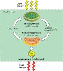 Energy flows into an ecosystem as sunlight and ultimately leaves as heat, while the chemical elements essential to life are recycled.