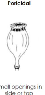 <p>Poricidal capsule</p>