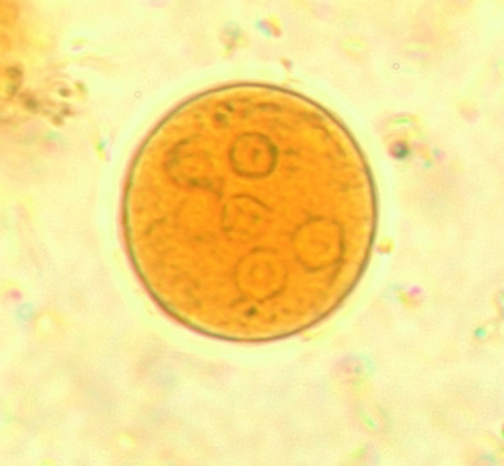 term image
