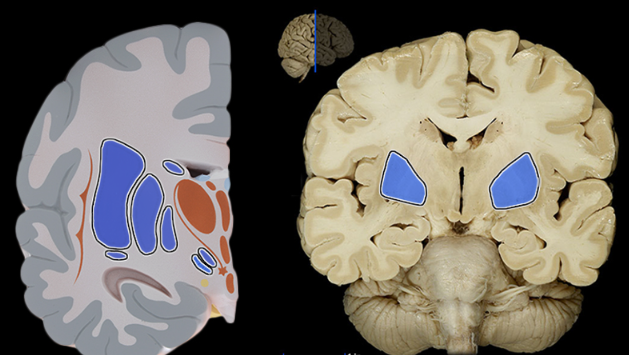 <p>Basal ganglia</p>