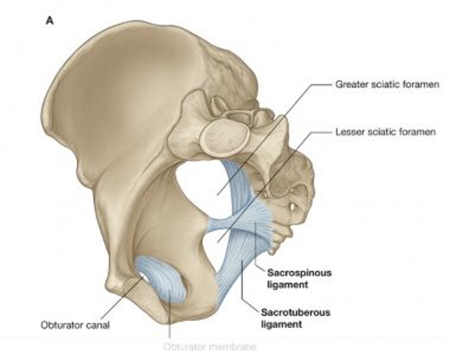 <p>sacrotuberous ligament (posterior)</p><p>sacrospinous ligament (anterior)</p>