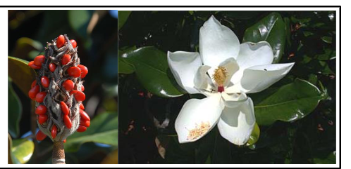 <p>Magnoliaceae</p><p>Magnolia grandiflora</p>