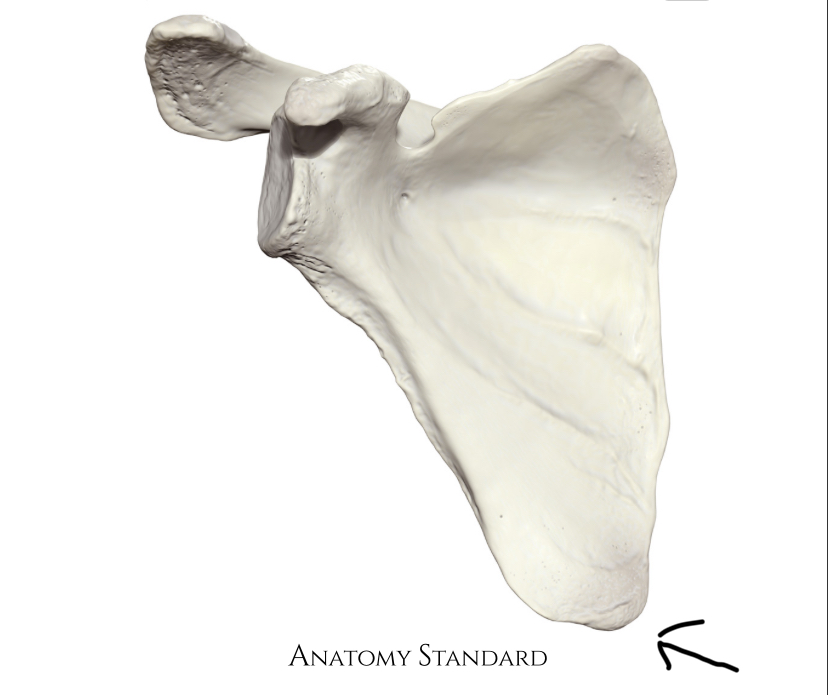 <p>Hoe heet dit botpunt?</p>