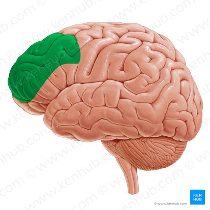 <p><span style="color: red;">front part of the frontal lobes that enables j<strong>udgement, planning, and social interactions</strong></span></p>