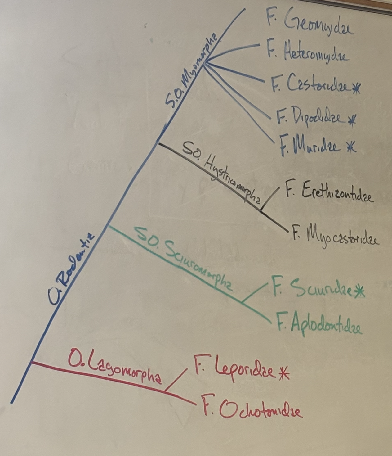 <p>Family Tree</p>