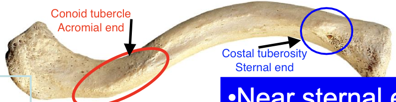 <p>The inferior surface of the clavicle contains the conoid tubercle (near acromial end) and costal tuberosity (near sternal end)</p>