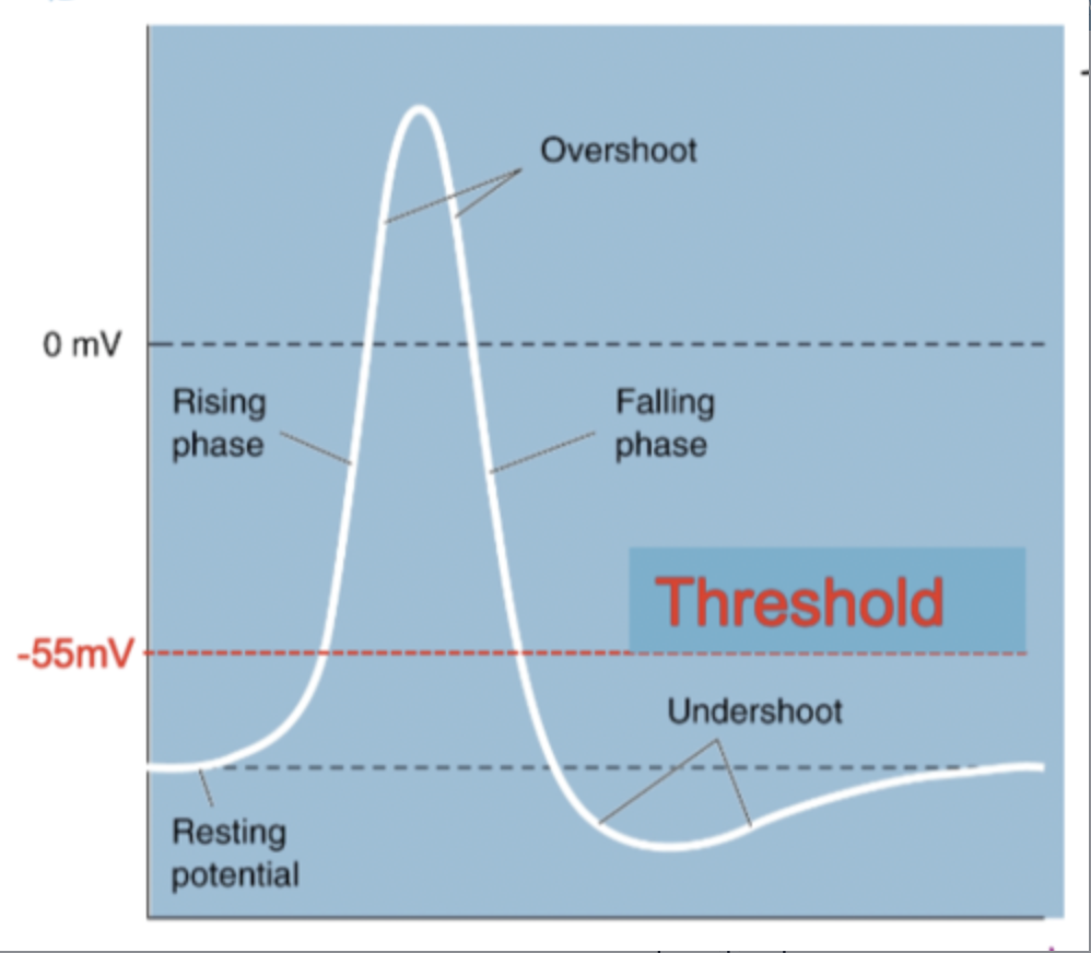 <ul><li><p>there is no such thing as a 'strong' or 'weak' action potential - the AP is always a full response</p></li><li><p>once threshold is reached, an action potential will be fired regardless of the strength of the stimulus</p></li><li><p><span style="font-family: Arial, sans-serif">This is important for consistent and reliable signal transmission in neurons.</span></p></li></ul><p></p>
